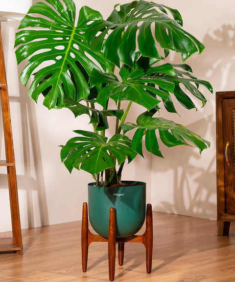 Monstera Deliciosa with Extra Large Self Watering Pot