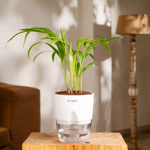 Areca Palm Plant