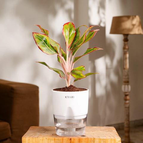 Aglaonema Lipstick Plant