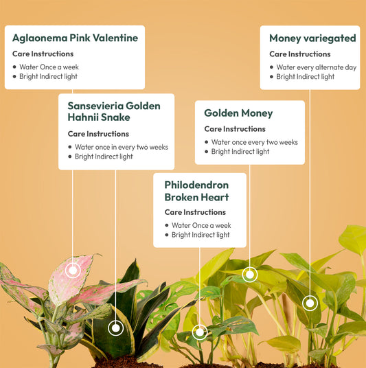 Set of 5 - Golden Money, Money variegated, Philodendron Broken Heart, Aglaonema Pink Valentine & Golden Plant