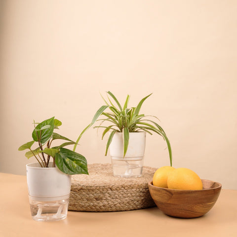 Set of 2 - Betel Leaf & Spider Plant