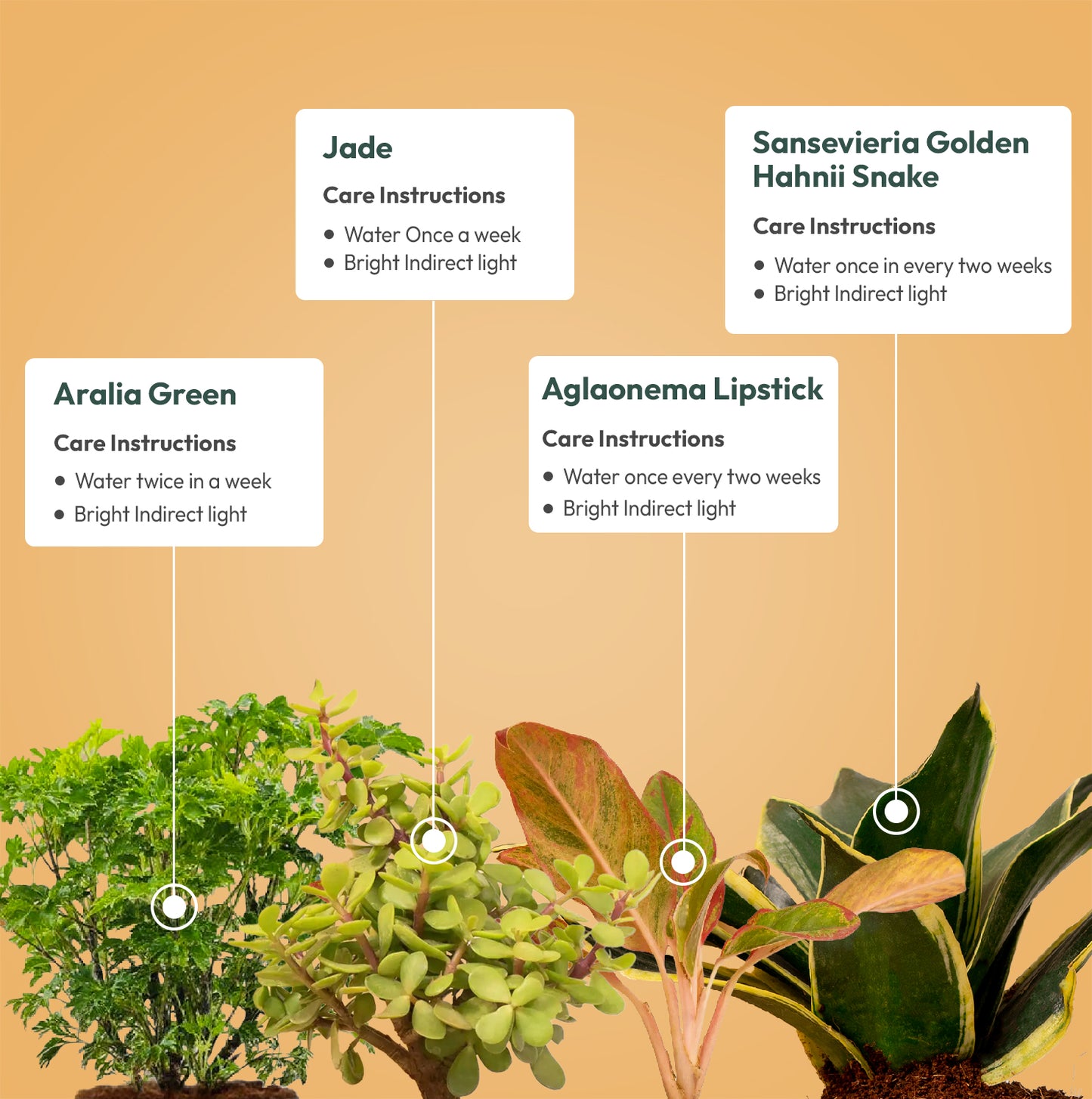 Set of 4 - Lucky Jade & Aglaonema Lipstick & Golden Hahnii Snake & Aralia Green Plant
