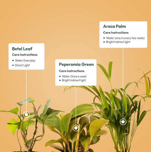 Set of 3 - Areca Palm & Betel Leaf & Peperomia Green Plant