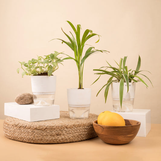 Set of 3 Live Indoor Plant Combo of Spider and Areca Palm and Fittonia Green with Self Watering Pot