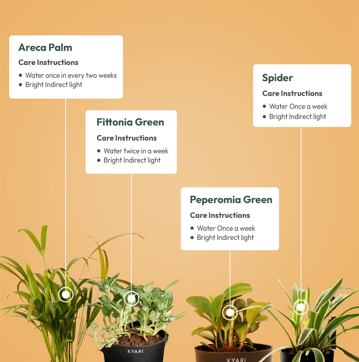 Set of 4 Live Indoor Plant Combo of Areca Palm and Fittonia Green and Peperomia Green and Spider with Self Watering Pot