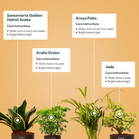 Set of 4 - Golden Hahnii Snake & Aralia Green & Areca Palm & Lucky Jade Plant