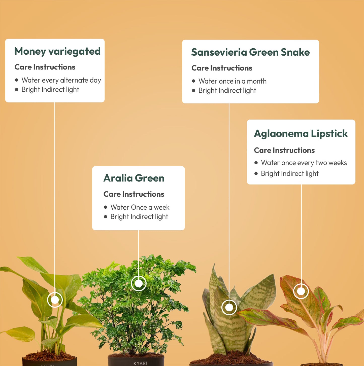 Set of 4 - Money variegated & Aralia Green & Green Snake & Aglaonema Lipstick Plant