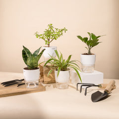 Set of 4 - Green Snake & ZZ - Zamia Green & Lucky Jade & Spider Plant