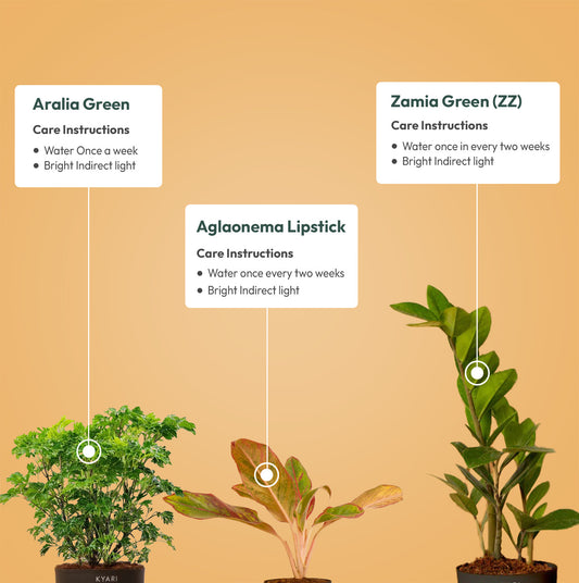 Set of 3 - Aralia Green & Aglaonema Lipstick & ZZ - Zamia Green Plant