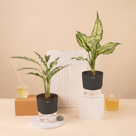 Set of 2 - Calathea Rufibarba & Dieffenbachia Plant