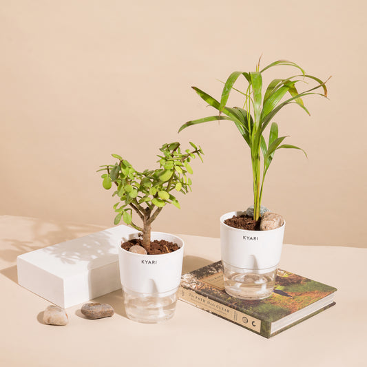 Set of 2 - Areca Palm & Lucky Jade Plant