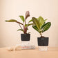 Set of 2 - Croton Petra & Philodendron Red Plant