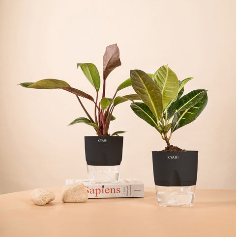 Set of 2 - Croton Petra & Philodendron Red Plant