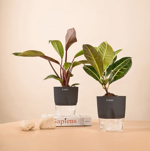 Set of 2 - Croton Petra & Philodendron Red Plant