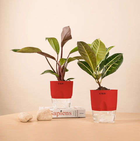 Set of 2 - Croton Petra & Philodendron Red Plant