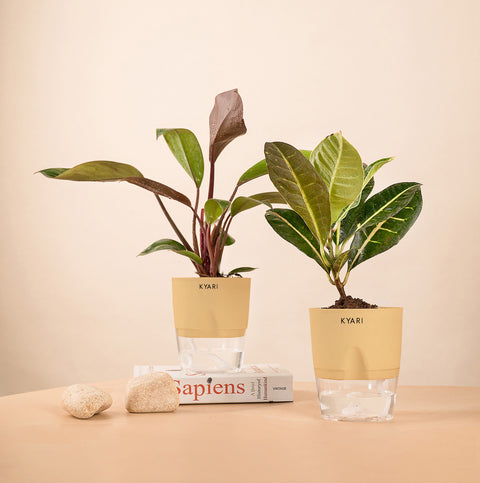 Set of 2 - Croton Petra & Philodendron Red Plant