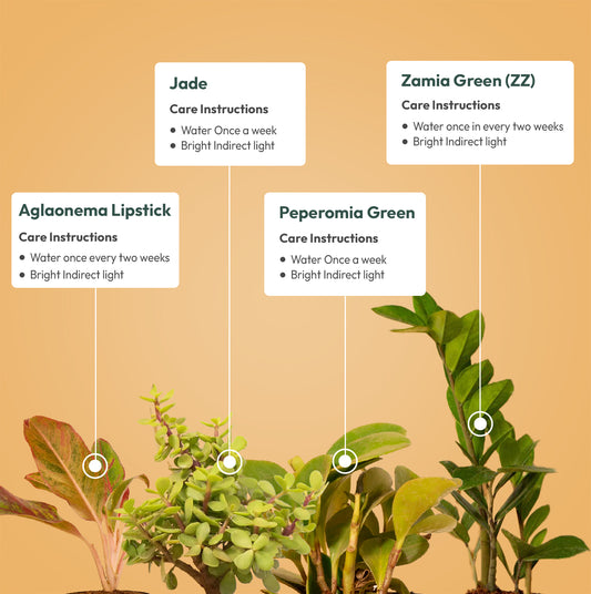 Set of 4 - Aglaonema Lipstick & Peperomia Green & ZZ - Zamia Green & Lucky Jade Plant