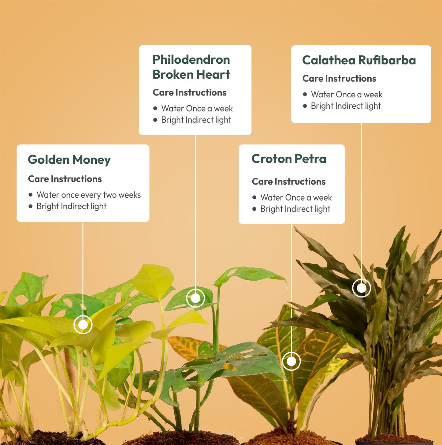 Set of 4 - Philodendron Broken Heart & Croton Petra & Calathea Rufibarba & Golden Money Plant