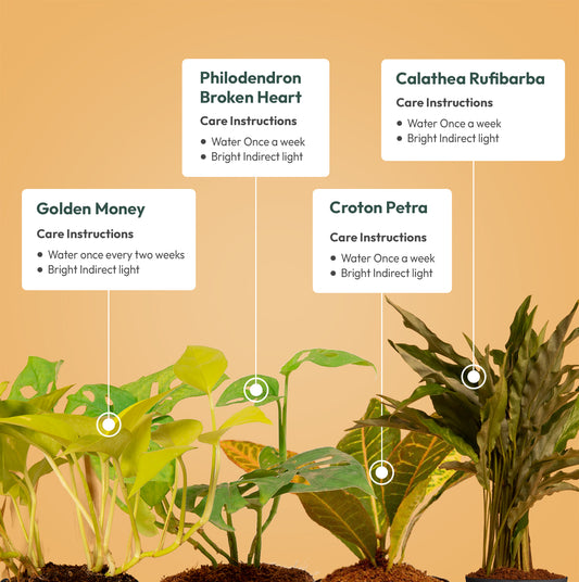 Set of 4 - Philodendron Broken Heart & Croton Petra & Calathea Rufibarba & Golden Money Plant