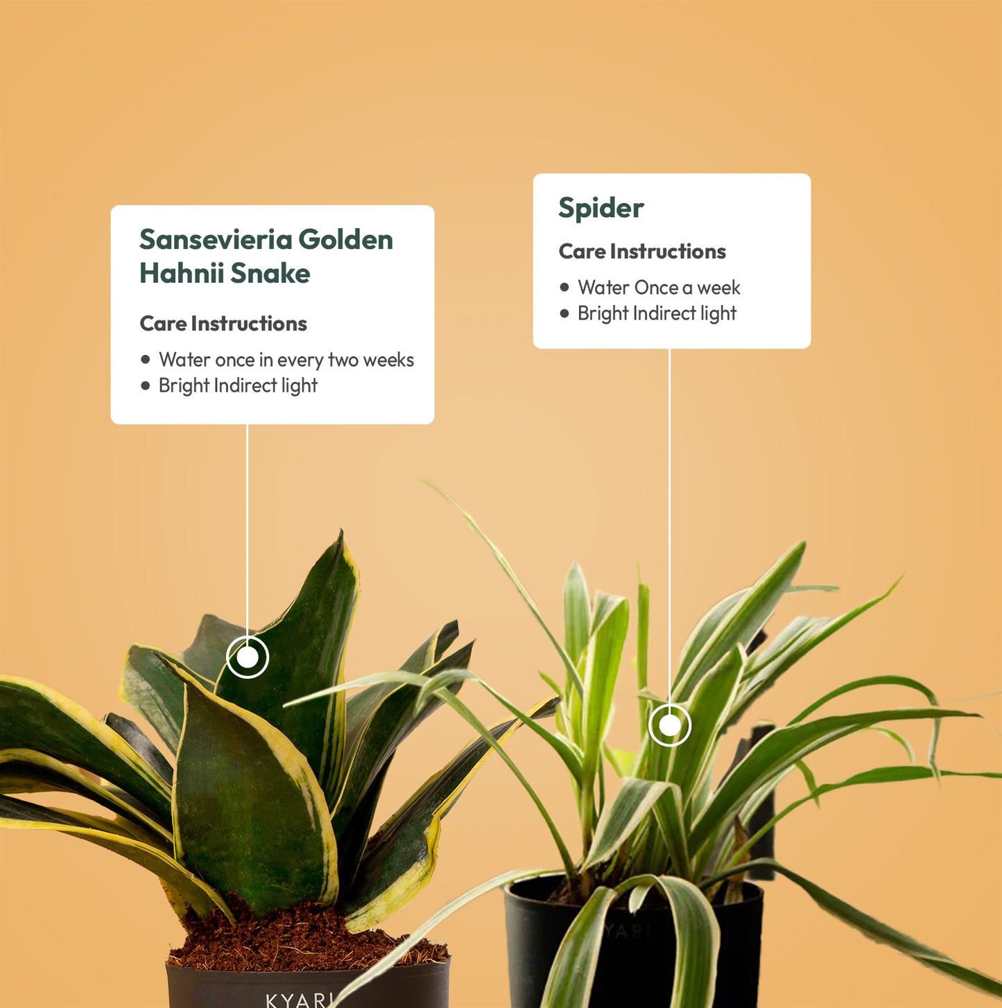 Set of 2 - Golden Hahnii Snake & Spider Plant