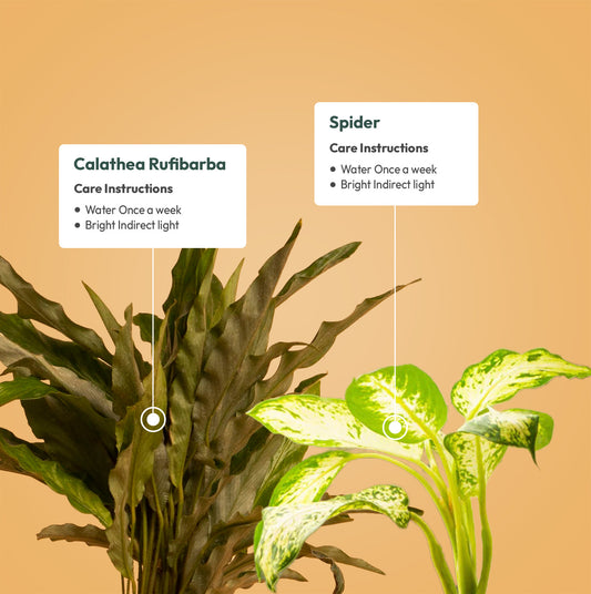 Set of 2 - Calathea Rufibarba & Dieffenbachia Plant