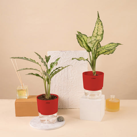 Set of 2 - Calathea Rufibarba & Dieffenbachia Plant