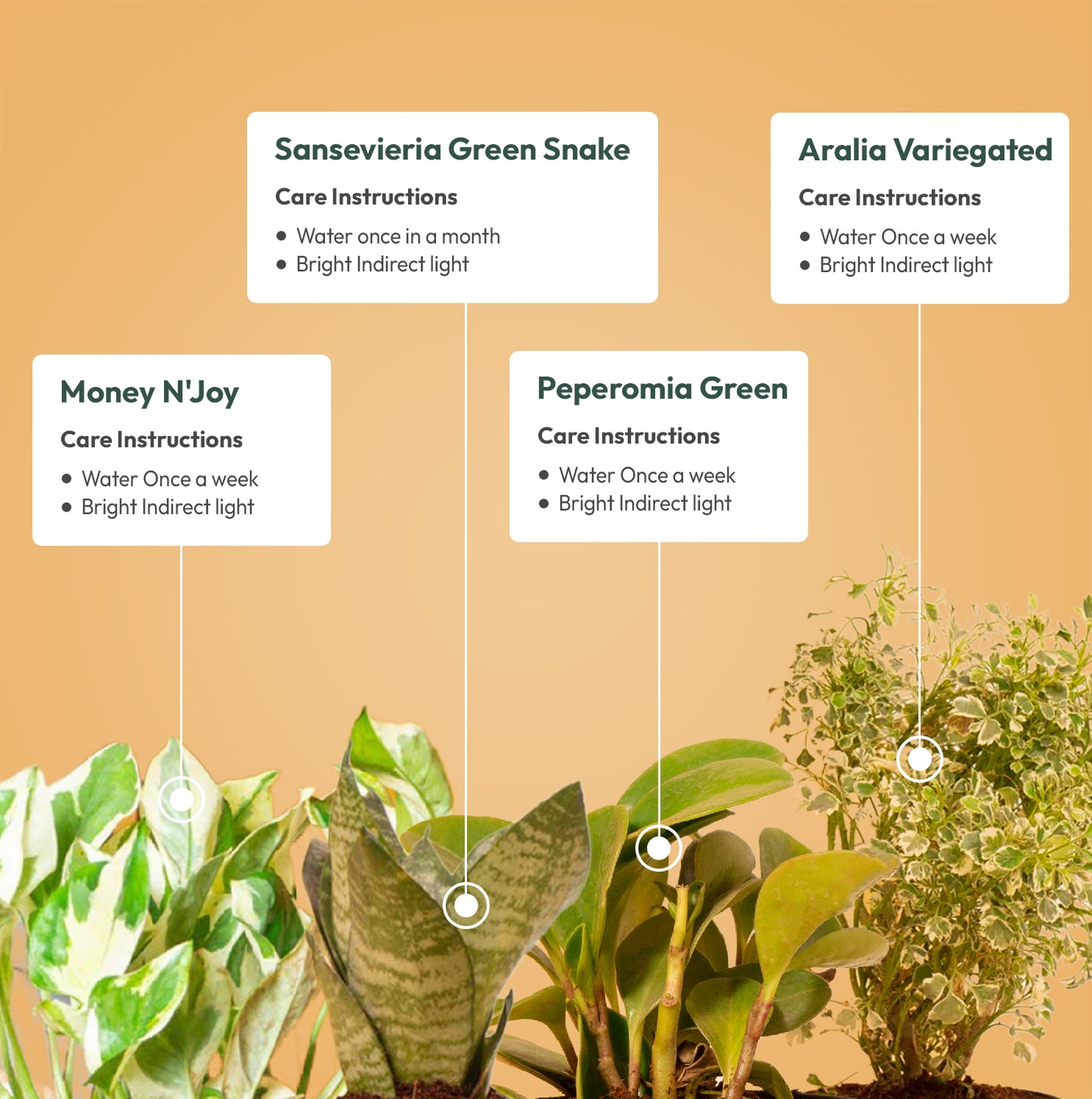 Set of 4 - Aralia Variegated & Peperomia Green & Green Snake & Money N'Joy Plant