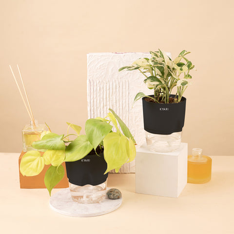 Set of 2 - Golden Money & Money N'Joy Plant