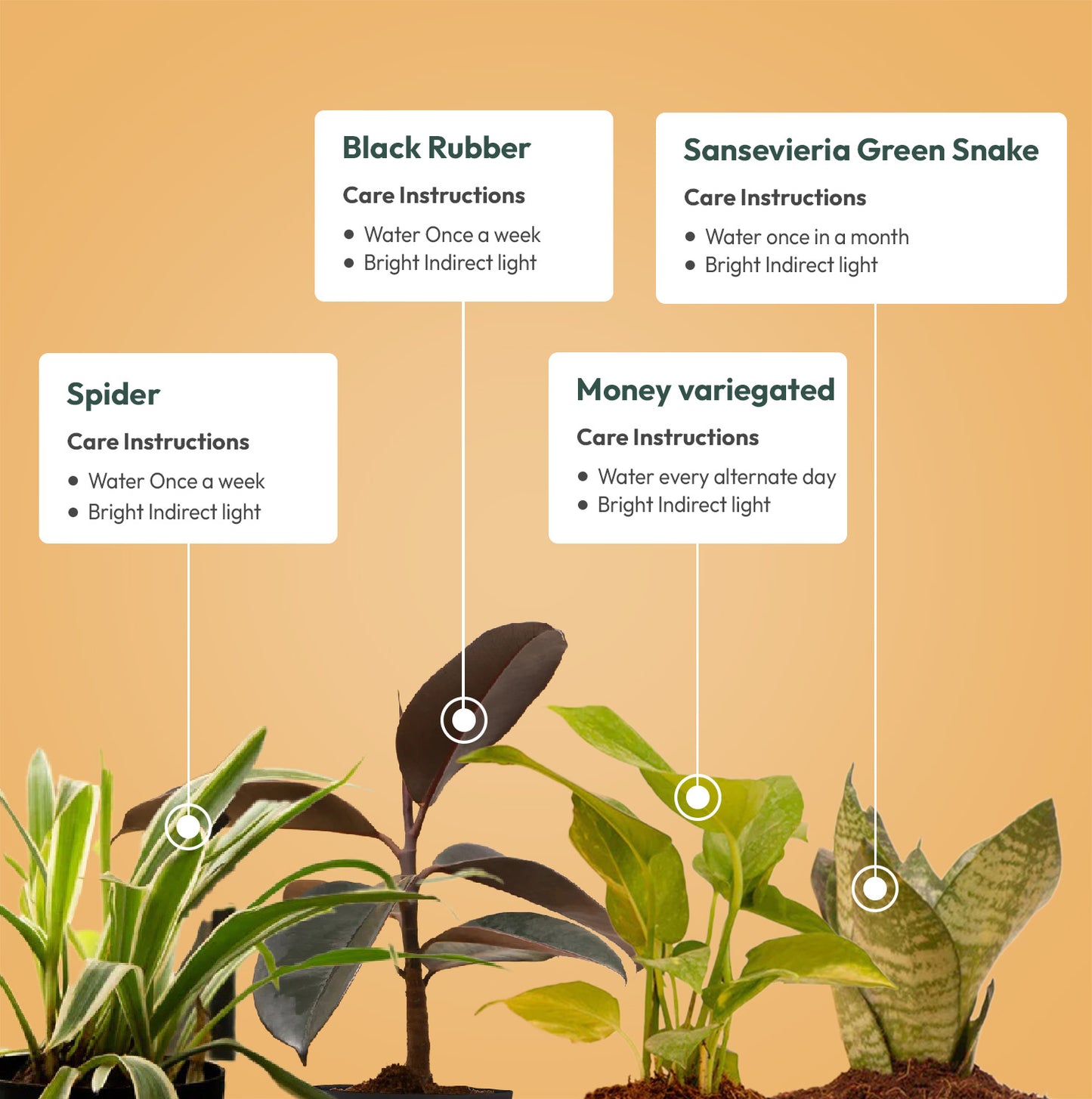 Set of 4 Live Indoor Plant Combo of Spider and Money variegated and Sansevieria Green Snake and Black Rubber with Self Watering Pot