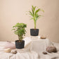 Set of 2 - Areca Palm & Aralia Green Plant