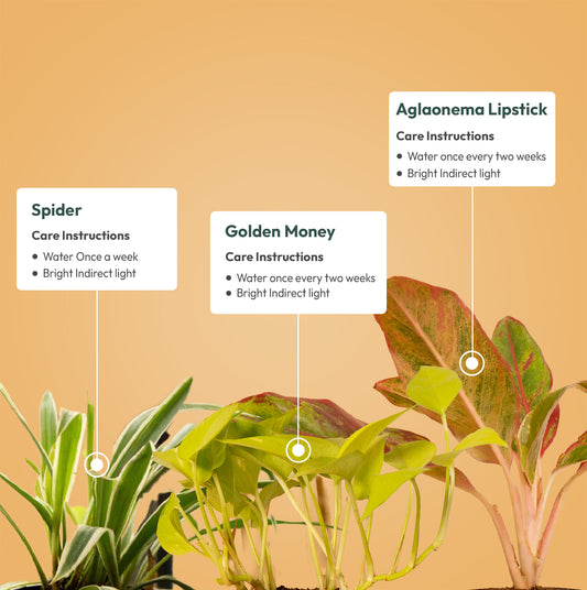 Set of 3 - Spider & Aglaonema Lipstick & Golden Money Plant