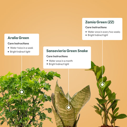 Set of 3 - Aralia Green & ZZ - Zamia Green & Green Snake Plant
