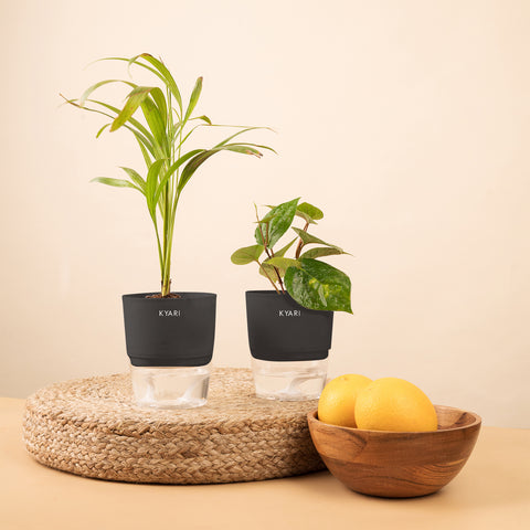 Set of 2 - Areca Palm & Betel Leaf Plant