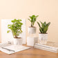 Set of 3 Live Indoor Plant Combo of Aralia Green and Zamia Green (ZZ) and Sansevieria Green Snake with Self Watering Pot