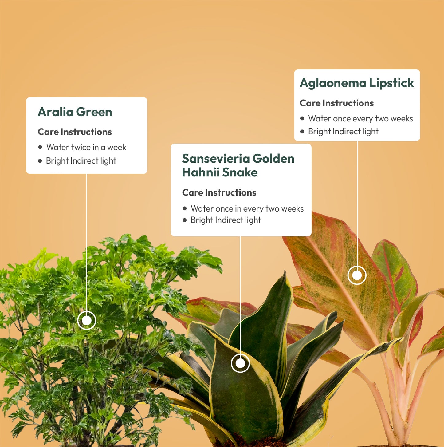 Set of 3 - Golden Hahnii Snake & Aglaonema Lipstick & Aralia Green Plant