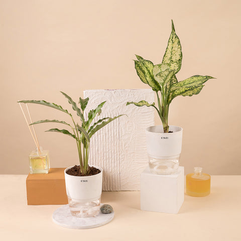 Set of 2 - Calathea Rufibarba & Dieffenbachia Plant