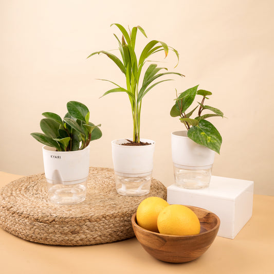 Set of 3 Live Indoor Plant Combo of Areca Palm and Betel Leaf and Peperomia Green with Self Watering Pot