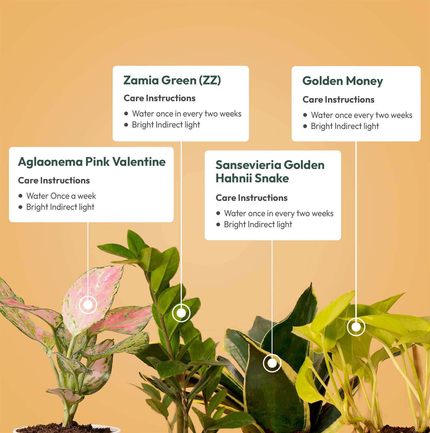 Set of 4 - ZZ - Zamia Green & Golden Money & Aglaonema Pink Valentine & Golden Hahnii Snake Plant