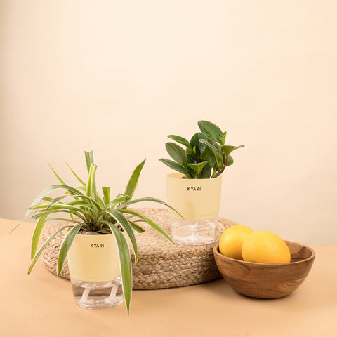 Set of 2 - Peperomia Green & Spider Plant