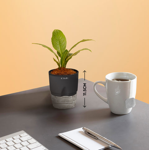 Set of 3 - Lucky Jade & Money N'Joy & Peace Lily Plant