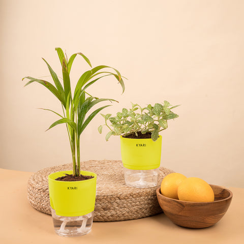 Set of 2 - Fittonia Green & Areca Palm Plant