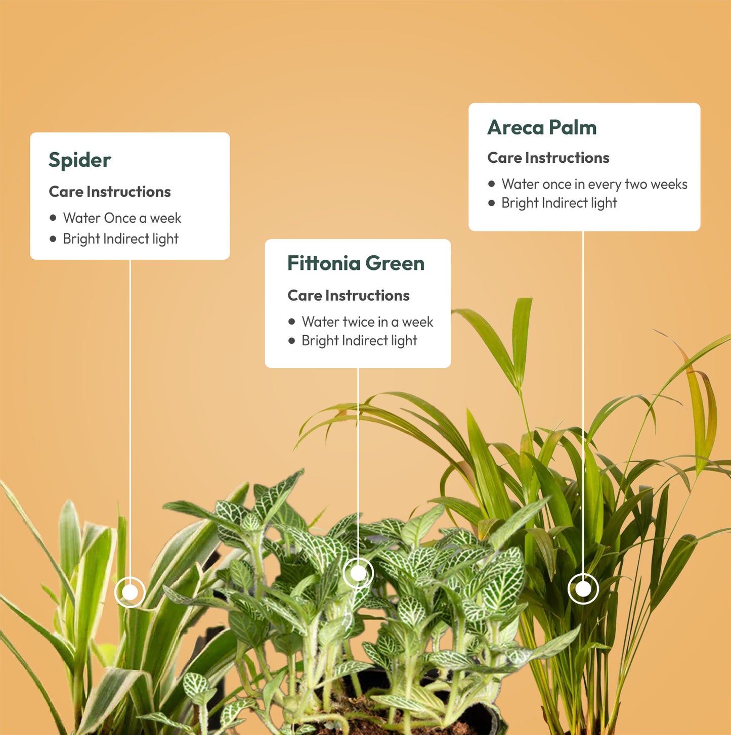 Set of 3 Live Indoor Plant Combo of Areca Palm and Spider and Fittonia Green with Self Watering Pot