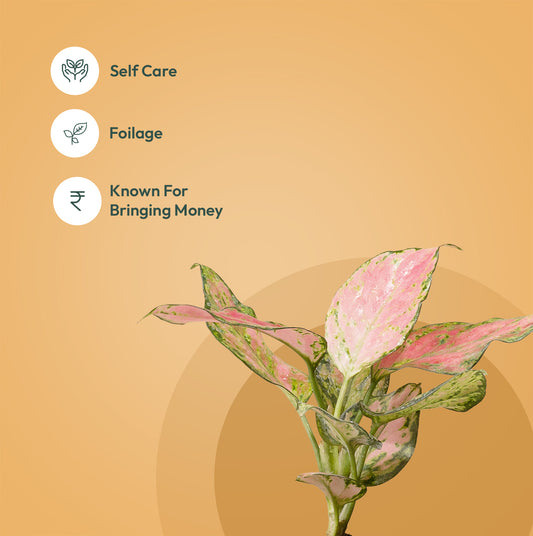 Set of 4 - Syngonium Pixie White & Aglaonema Pink Valentine & Golden Money & Aglaonema Lipstick Plant