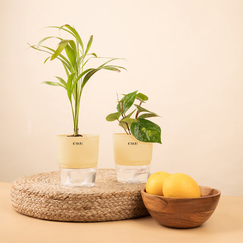 Set of 2 - Areca Palm & Betel Leaf Plant