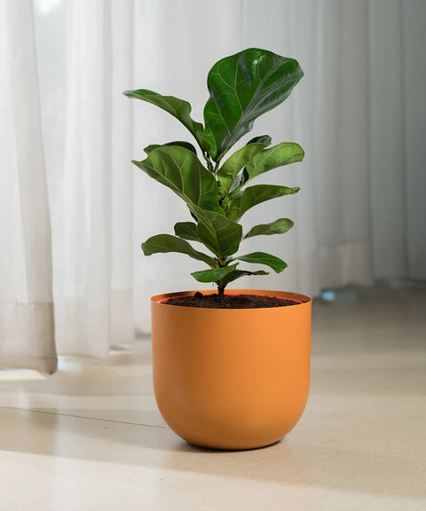 Ficus Lyrata - Fiddle Fig- Arbor Planter