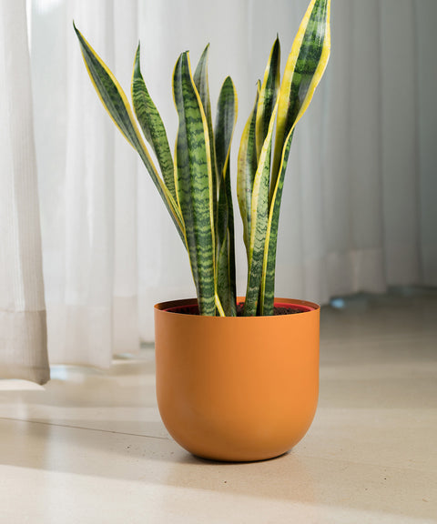 Sansevieria Laurentii with Arbor Planter