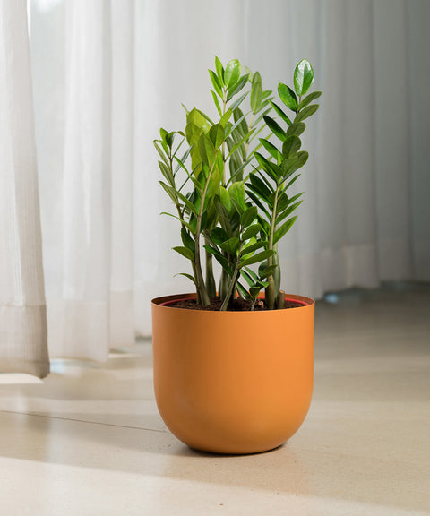 Zamia Green - ZZ Plant