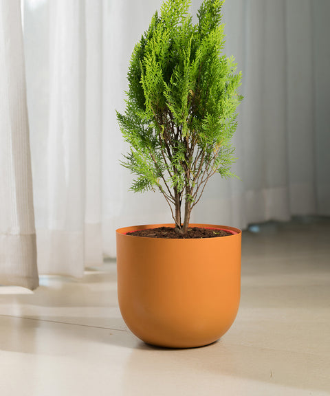 Thuja Plant with Arbor Planter