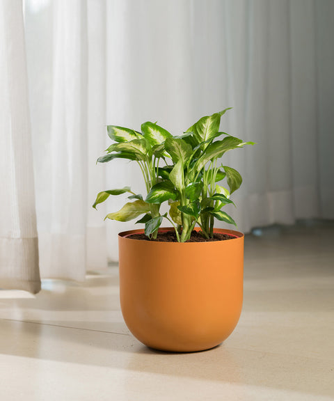 Dieffenbachia with Arbor Planter