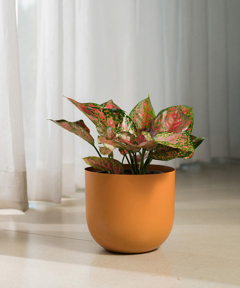 Aglaonema Valentine with Arbor Planter